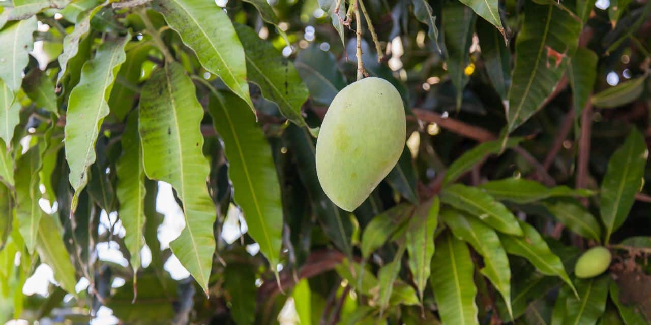 fruits et legumes en s