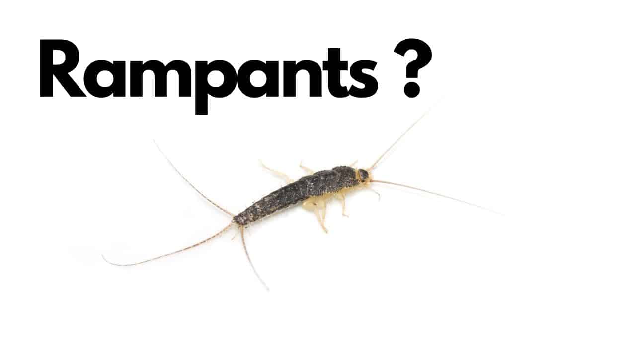 Insectes rampants dans la maison [Les plus courants]