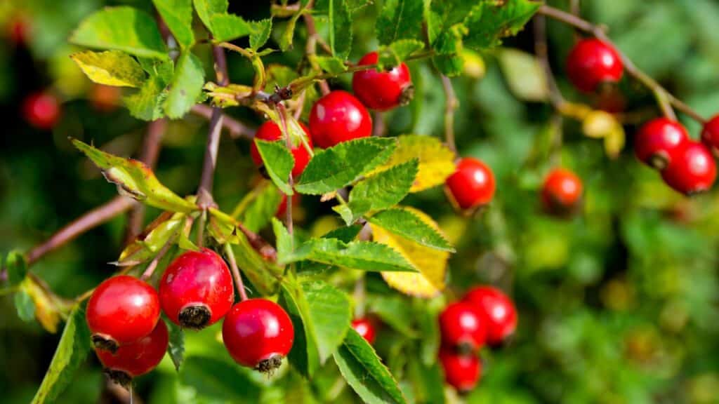 Fruit Commencant Par La Lettre E