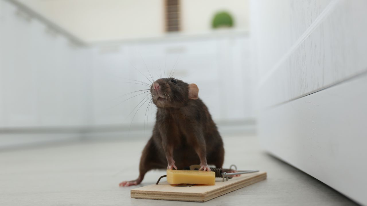 Que faire pour se débarrasser des rats chez soi ? - Le marche vert